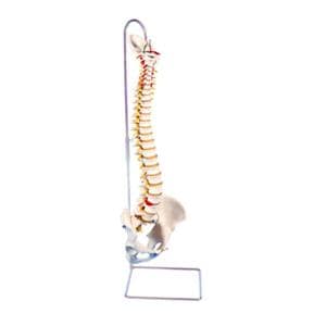 Flexible Spine Anatomical Model Ea