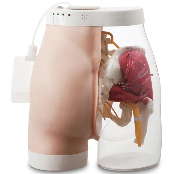 Intramuscular Injection of Buttocks Type 2 Trainer Model Ea