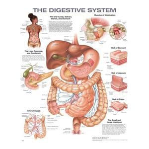 Digestive System 20x26" Chart Wall Chart Ea