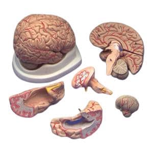 Brain Anatomical Adult Model Ea