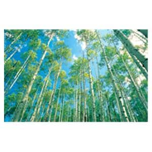 CeilingScenes Acoustic Tile Sky Birch 2-Tiles Horizontal 48 in x 24 in Ea