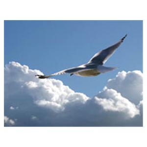 CeilingScenes Acoustic Tile Seagull Soaring 4-Tiles Square 24 in x 24 in Ea