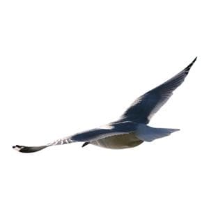 CeilingScenes Acoustic Tile Seagull Soaring 2-Tiles Horizontal 48 in x 24 in Ea