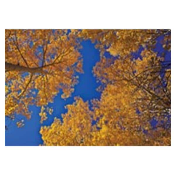 CeilingScenes Light Lens Tree UpView 1-Tile Square 24 in x 24 in Ea