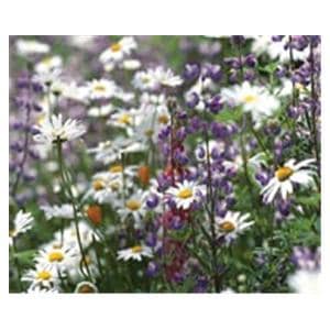 CeilingScenes Acoustic Tile Daisies in Field 1-Tile Square 24 in x 24 in Ea