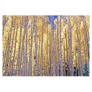 CeilingScenes Acoustic Tile Birch Tree Fall 4-Tiles Square 24 in x 24 in Ea