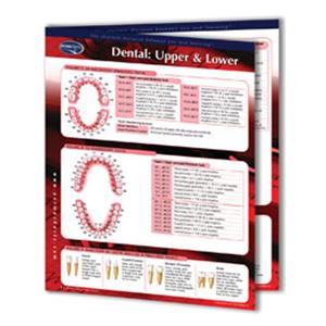 Dental Charts Laminated Dental: Upper & Lower 2 Panels English Ea