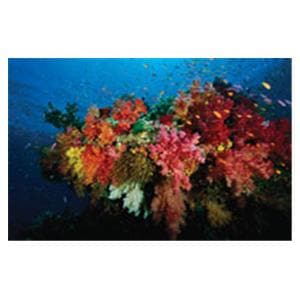 CeilingScenes Light Lens Coral Reef 2-Tiles Vertical 24 in x 48 in Ea