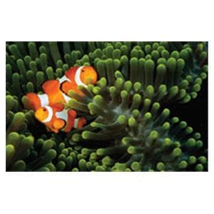 CeilingScenes Acoustic Tile Clown Fish 1-Tile Horizontal 48 in x 24 in Ea