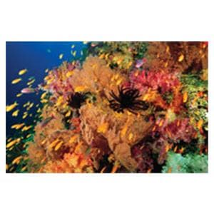 CeilingScenes Acoustic Tile Anties Fish 2-Tiles Horizontal 48 in x 24 in Ea