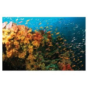 CeilingScenes Acoustic Tile Fiji Reef 1-Tile Horizontal 48 in x 24 in Ea