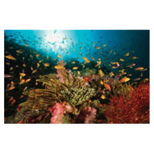 CeilingScenes Acoustic Tile Sealife 1-Tile Horizontal 48 in x 24 in Ea