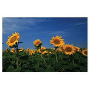 CeilingScenes Light Lens Sunflowers 2-Tiles Vertical 24 in x 24 in Ea