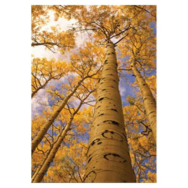 CeilingScenes Acoustic Tile Aspen Trees 1-Tile Square 24 in x 24 in Ea