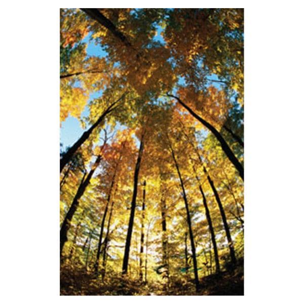 CeilingScenes Light Lens Sugar Maple 4-Tiles Square 24 in x 24 in Ea