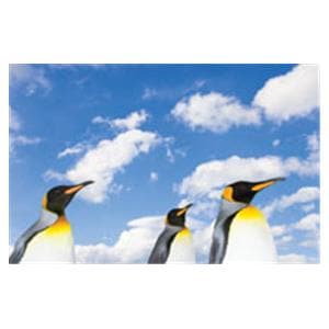 CeilingScenes Light Lens Penguin Sky 1-Tile Horizontal 48 in x 24 in Ea