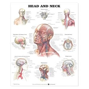 Head and Neck 20x26" Anatomical Chart EA