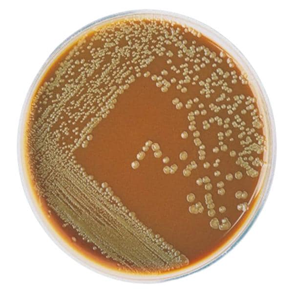 Culture Chocolate Agar Plate 10/Pk