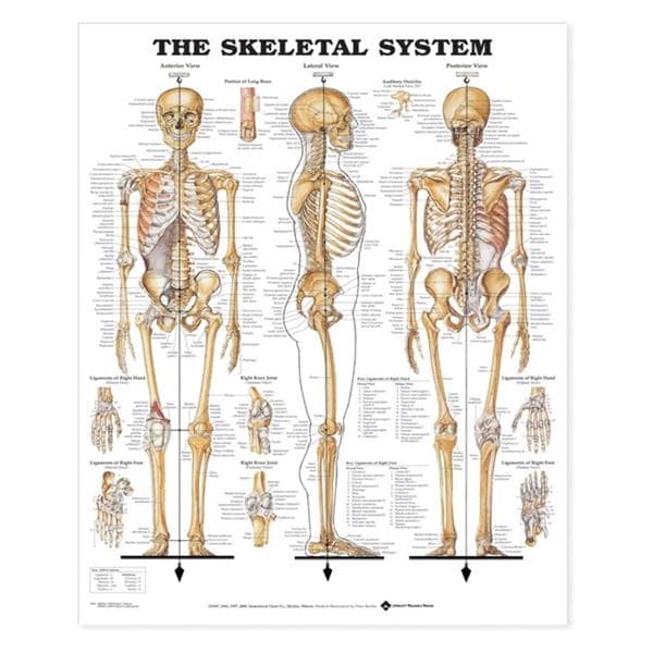 The Skeletal System 20x26" Anatomical Chart EA