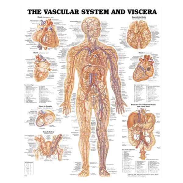 Vascular System and Viscera 20x26" Anatomical Chart EA