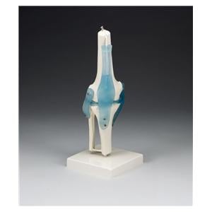 Knee Joint Anatomical Adult Model EA