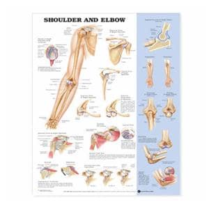 Shoulder And Elbow 20x26" Anatomical Chart EA