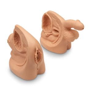 Life/form Set Anatomical Male & Female Model Ea