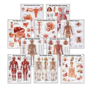 Systems 20x26" Anatomical Chart Set Ea