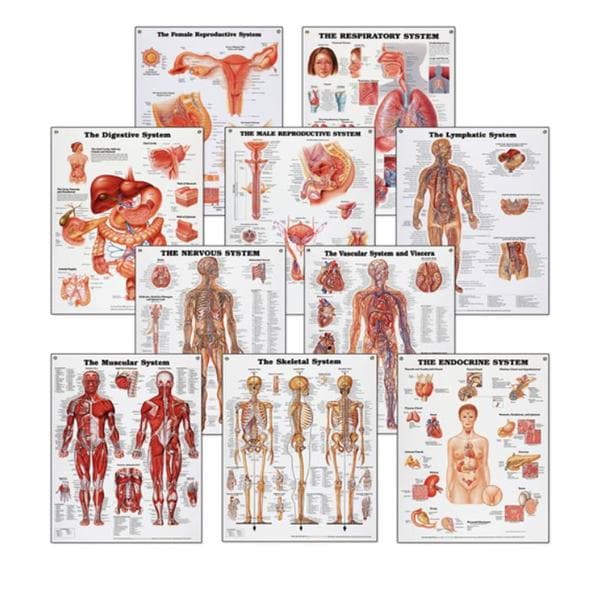 Systems 20x26" Anatomical Chart Set Ea