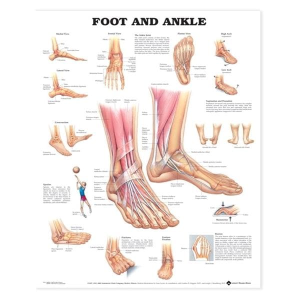 Foot And Ankle 20x26" Anatomical Chart EA