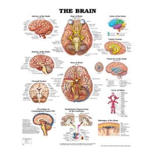 Brain 20x26" Anatomical Chart EA