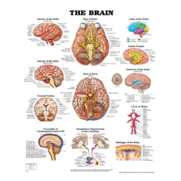 Brain 20x26" Anatomical Chart EA