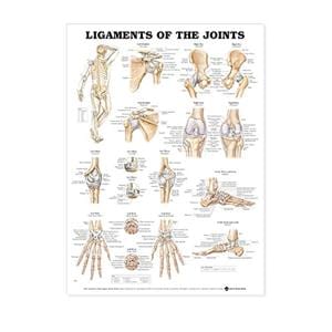 Ligaments of the Joints 20x26" Anatomical Chart Ea