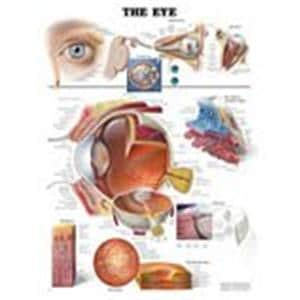 The Eye 20x26" Clinical Chart Ea