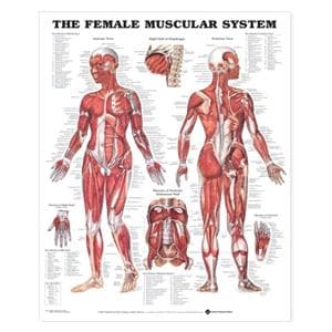 Female Muscular System 20x26" Anatomical Chart Ea