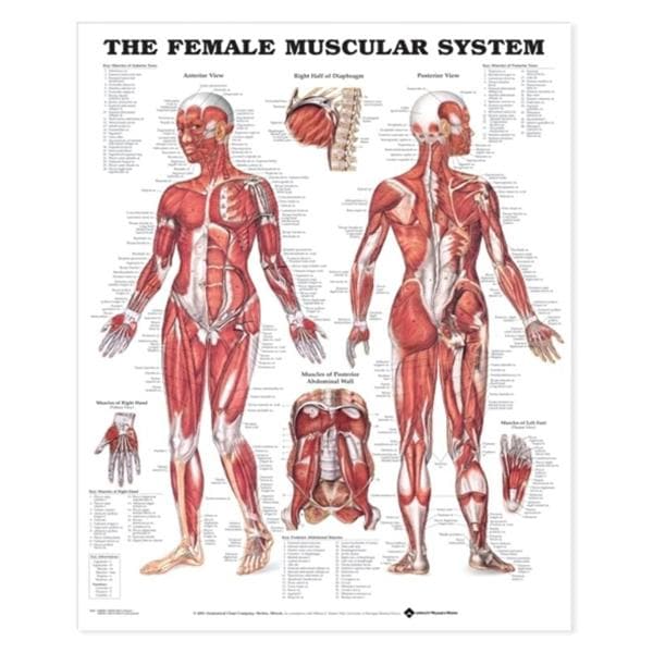 Female Muscular System 20x26" Anatomical Chart Ea