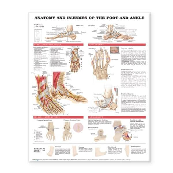 Anatomy and Injuries of the Foot and Ankle 20x26" Anatomical Chart Ea